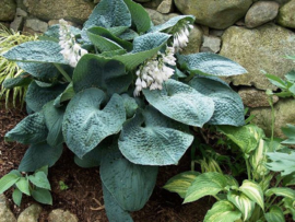 Hosta 'Big Daddy'