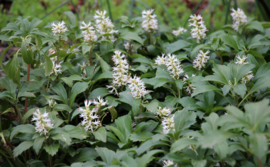 Pachysandra terminallis