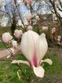 Magnolia soulangeana meerstammige beverboom tulpenboom