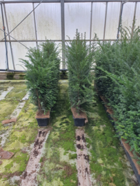 Taxus baccata kant en klaar haag elementen hoogte 90-100 cm.