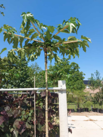 Morus alba ‘Fruitless’ dakvorm dakboom stamhoogte 240 cm 8-10 in pot