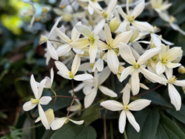 Clematis 'Armandii'