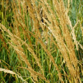 Calamagrostis acut. 'Karl Foerster' - Struisriet