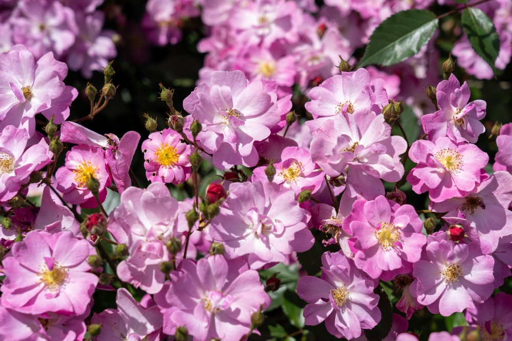 Rosa Lavender dream stamroos