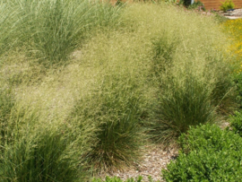 Deschampsia - Ruwe smele