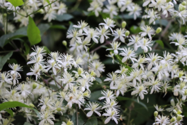 Clematis Vitalba