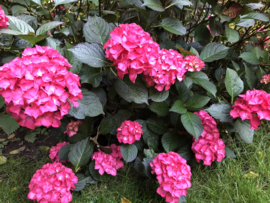 Hydrangea macr. 'Mevr Sanguine' donkerrood blad en roze bloemen
