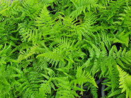 Athyrium filix-femina - Wijfjesvaren