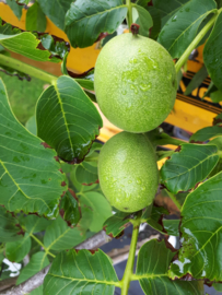 Juglans Regia (Gewone Walnoot )