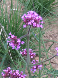 Verbena bonariensis