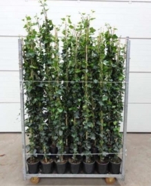 Hedera hibernica gestokt 100-125 cm.