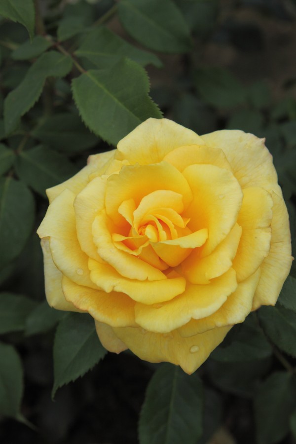 Rosa 'Sunny Sky' Theeroos