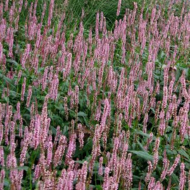 Persicaria amp. 'Rosea'