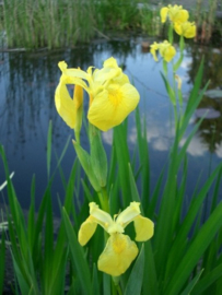 Iris pseudacorus