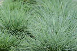 Festuca glauca (Blauw schapengras)