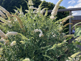 Buddleja dav. 'White Profusion'  Witte Vlinderstruik