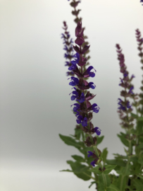 Salvia nem. 'Ostfriesland'