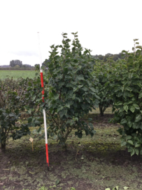 Sering meerstammig Syringa hoogte 200-250 cm.