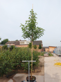 Liquidambar styraciflua 'Worplesdon' - Amberboom