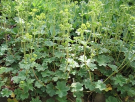 Alchemilla erythropoda vrouwenmantel