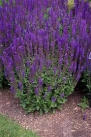 Salvia nem. 'Ostfriesland'