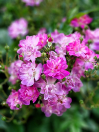 Rosa 'Perrenial Blue'
