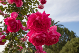 Rosa 'Parade'