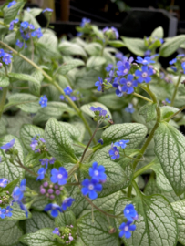 Brunnera macr. 'Silver Heart'