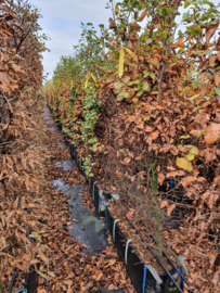 Fagus sylvatica kant en klaar haag 140-160 cm. Groene beukenhaag