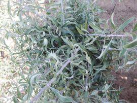 Pyrus sal. Pendula (Wilgbladige treurpeer)