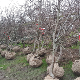 Oude perenboom |  Oude fruitboom