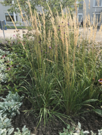 Calamagrostis acut. 'Karl Foerster' - Struisriet