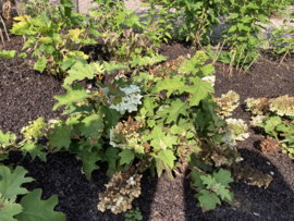 Hydrangea quercifolia - Eikenblad hortensia