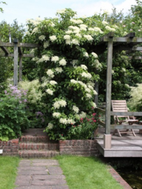 Hydrangea anomale petiolaris klimhortensia