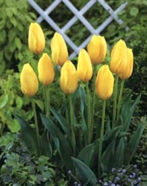 Tulpen Big Smile kleur geel