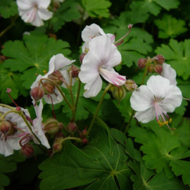 Geranium macr. 'Spessart'