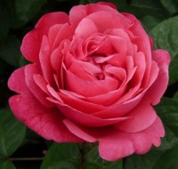 Rosa 'Line Renaud' Theeroos