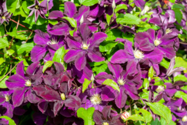 Clematis 'Warszawska Nike'