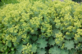 Alchemilla mollis vrouwenmantel