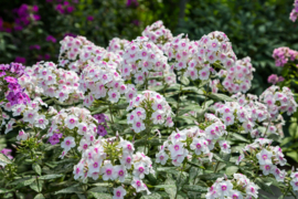 Phlox Paniculata 'Europa'