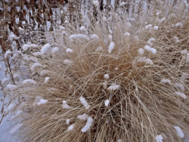 Pennisetum alp. 'Little Bunny' lampenpoetser gras lampepoetser