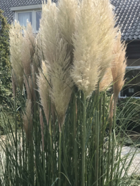 Cortaderia selloana - Pampasgras