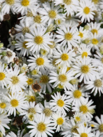 Aster (D) - Apollo - Herfstaster