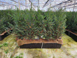 Taxus baccata kant en klaar haag elementen hoogte 70-80 cm.