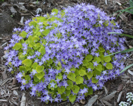 Campanula garganica