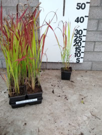 Imperata Red Baron - Japans Bloedgras