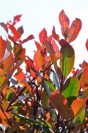 Photinia fras. 'Red Robin' Glansmispel