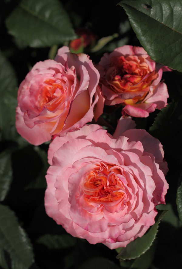 Rosa 'Augusta Luise' Theeroos