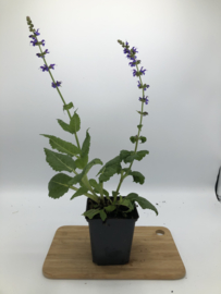 Salvia nemorosa 'Mainacht'