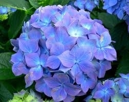 Hydrangea 'Early Blue' paars/blauwe bol